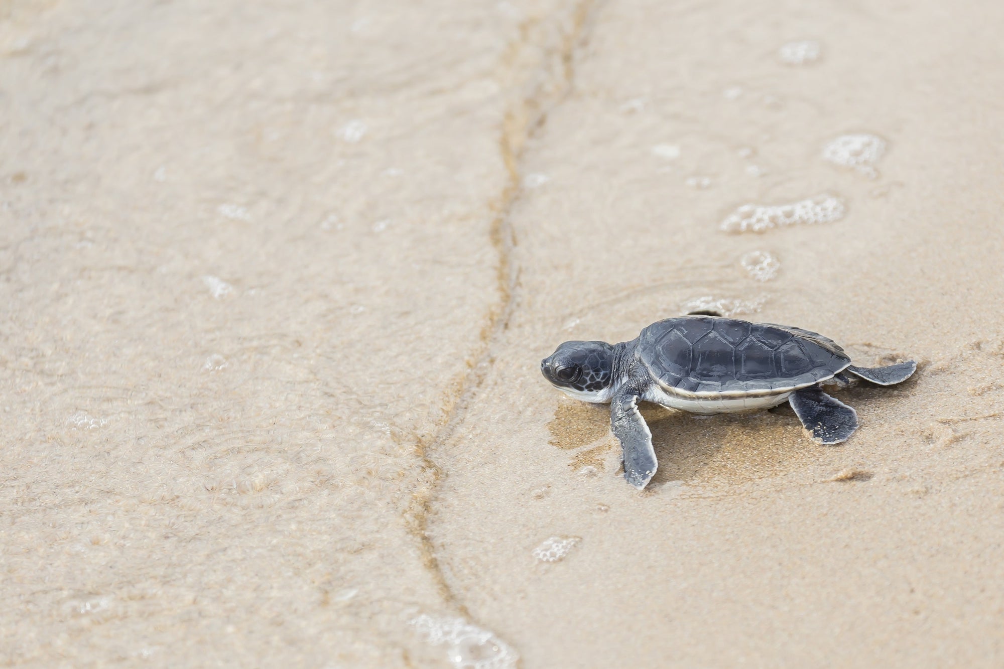 A baby sea turtle plunges humbly into the open sea for the first time.