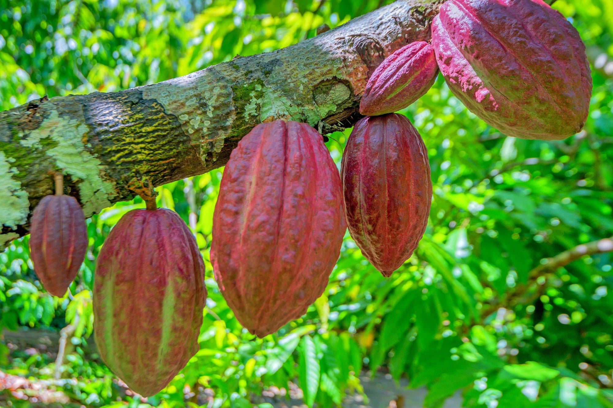 Beautiful red cocoa pods sustainably farmed in Western Africa.