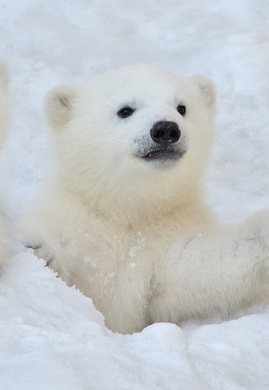 A polar bear cub is eager to help.