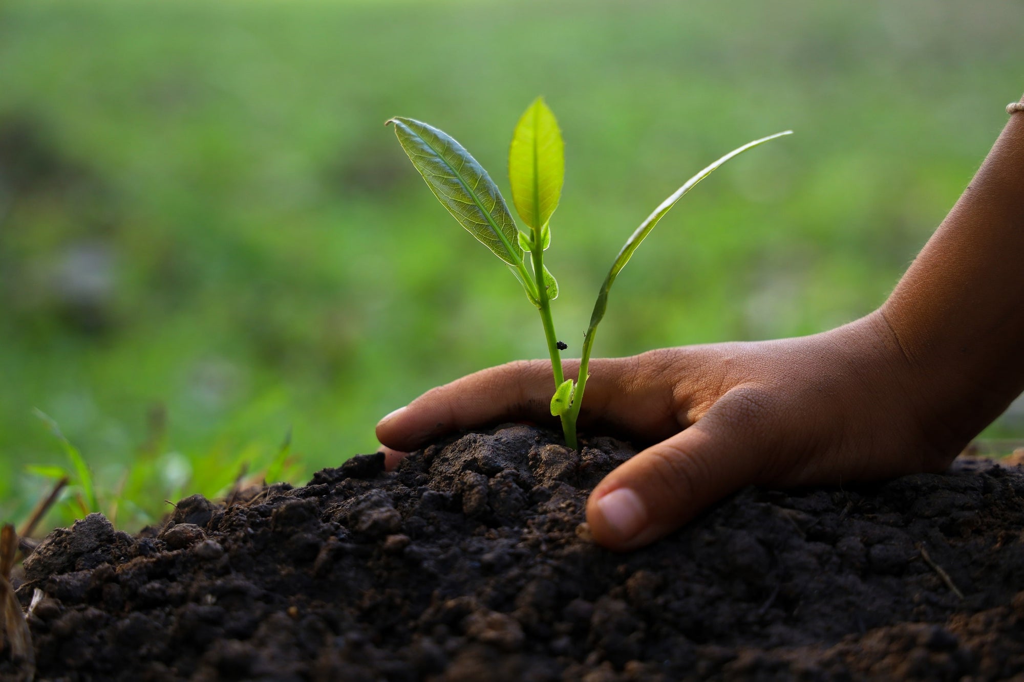 A hand is pressing the soil down around a freshly planted sappling.