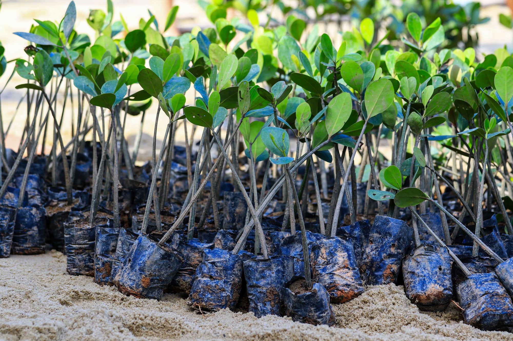 Young mangrove trees are ready to be planted as part of a reforestation effort.