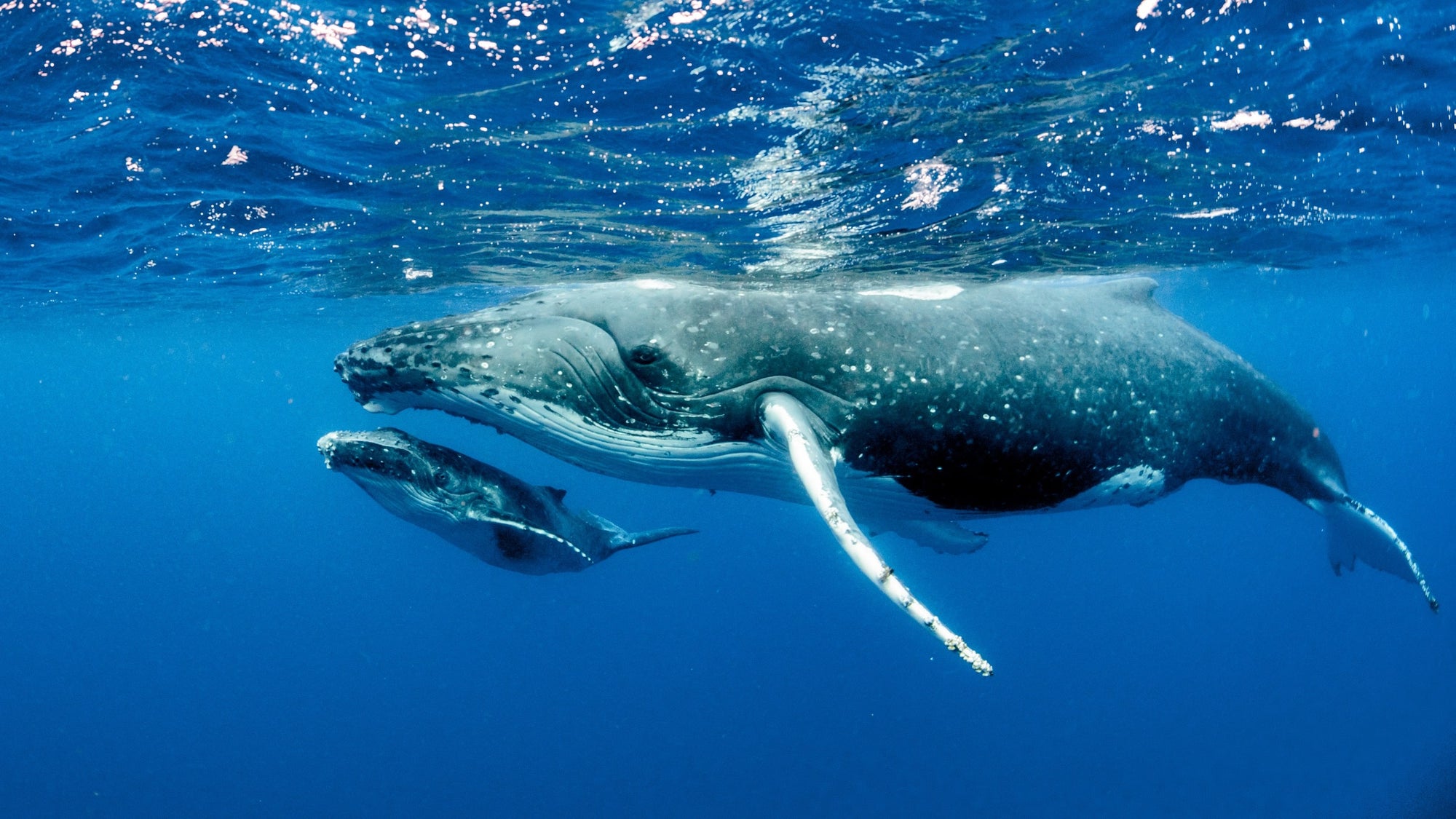 A mother whale hovers over its baby in clear blue water, symbolic of the beauty and serenity of nature.