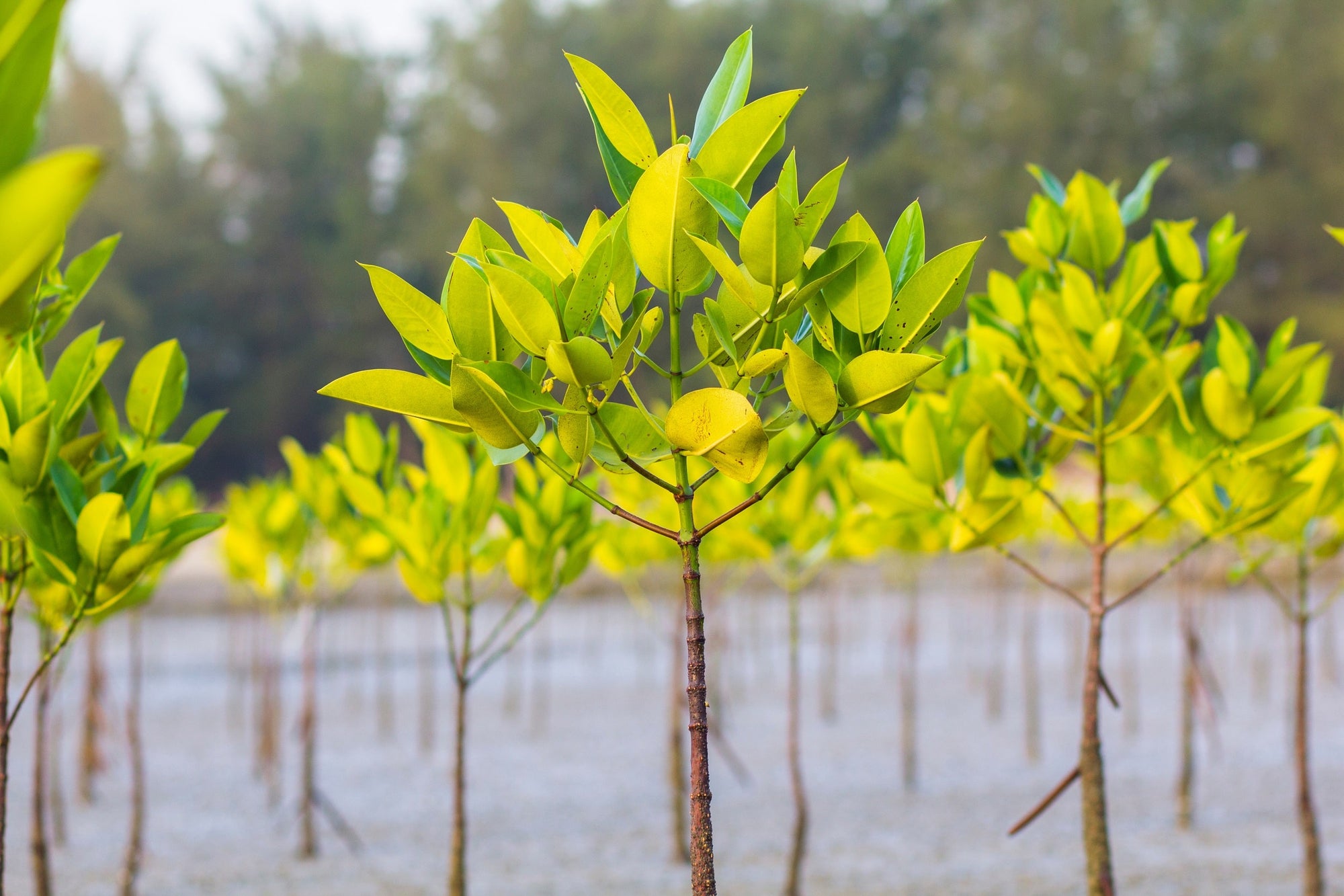 A recently planted grove of mangroves as part of a reforestation effort in Asia.