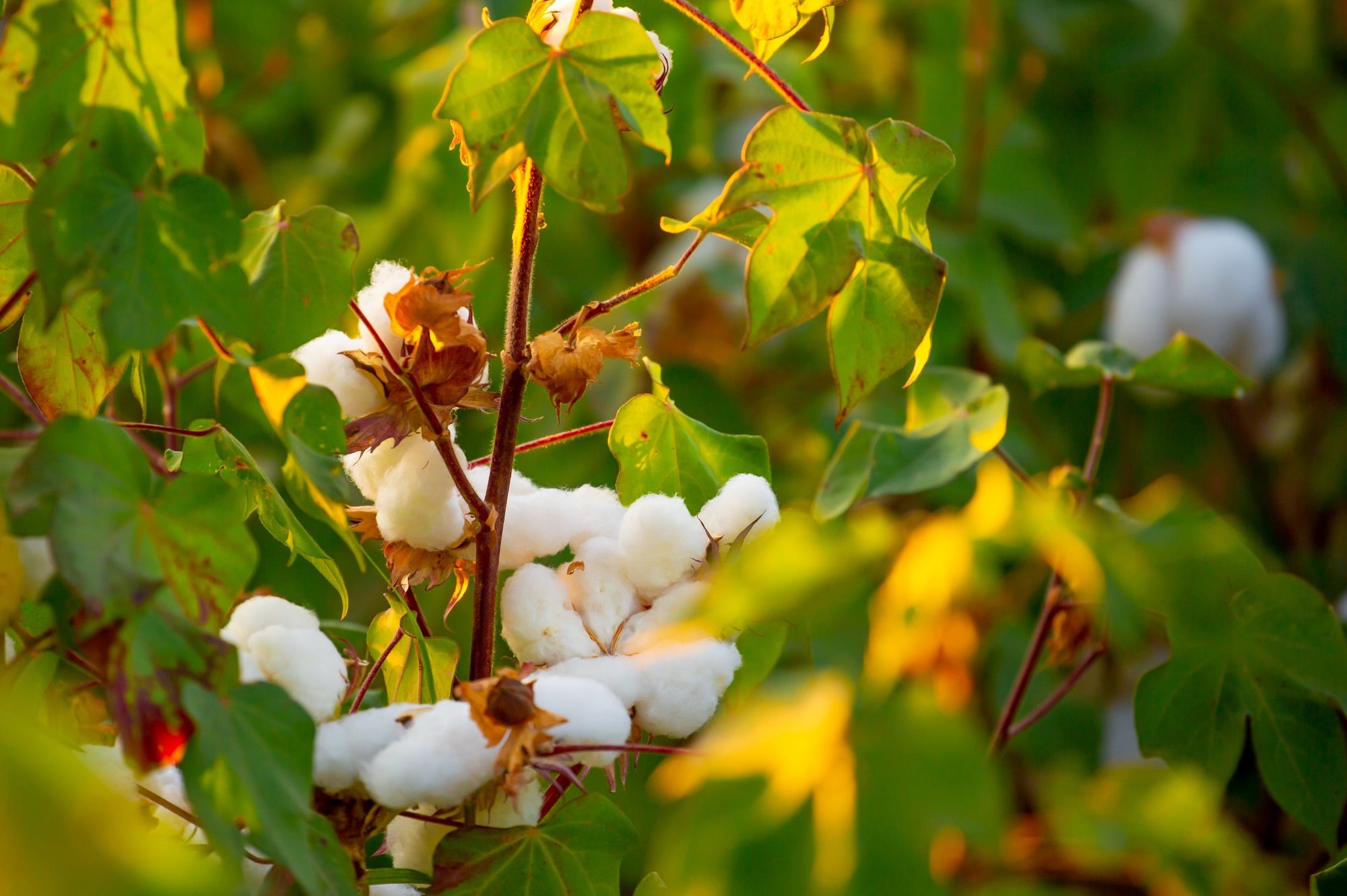 An organic cotton field with green leaves and pristine cotton bolls.