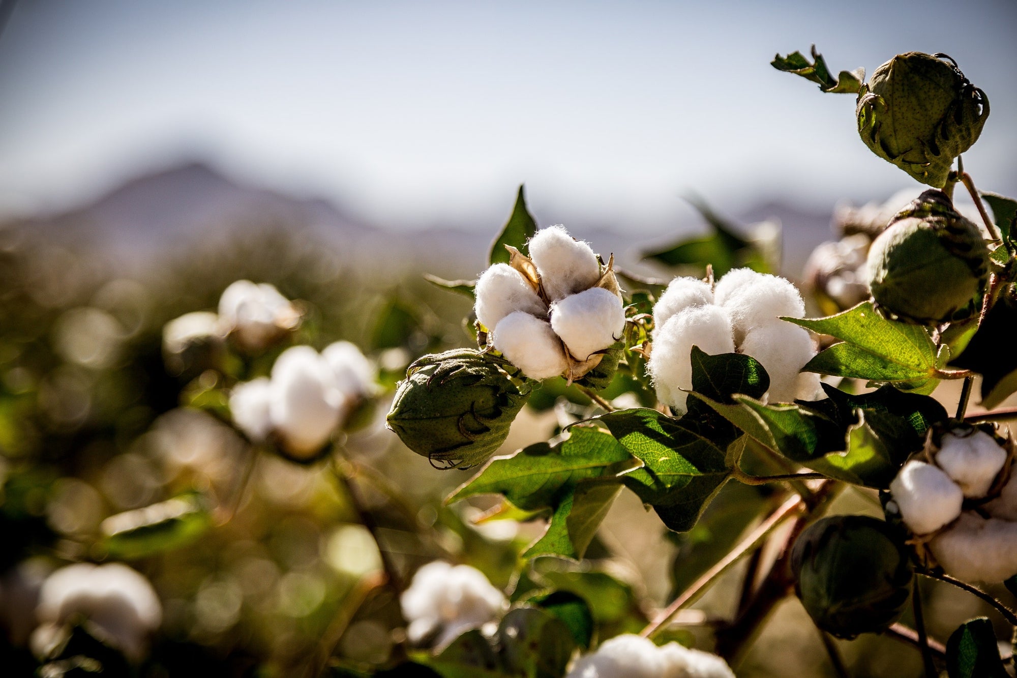 A green organic cotton field with soft white bolls ready to pick and weave into organic towels.