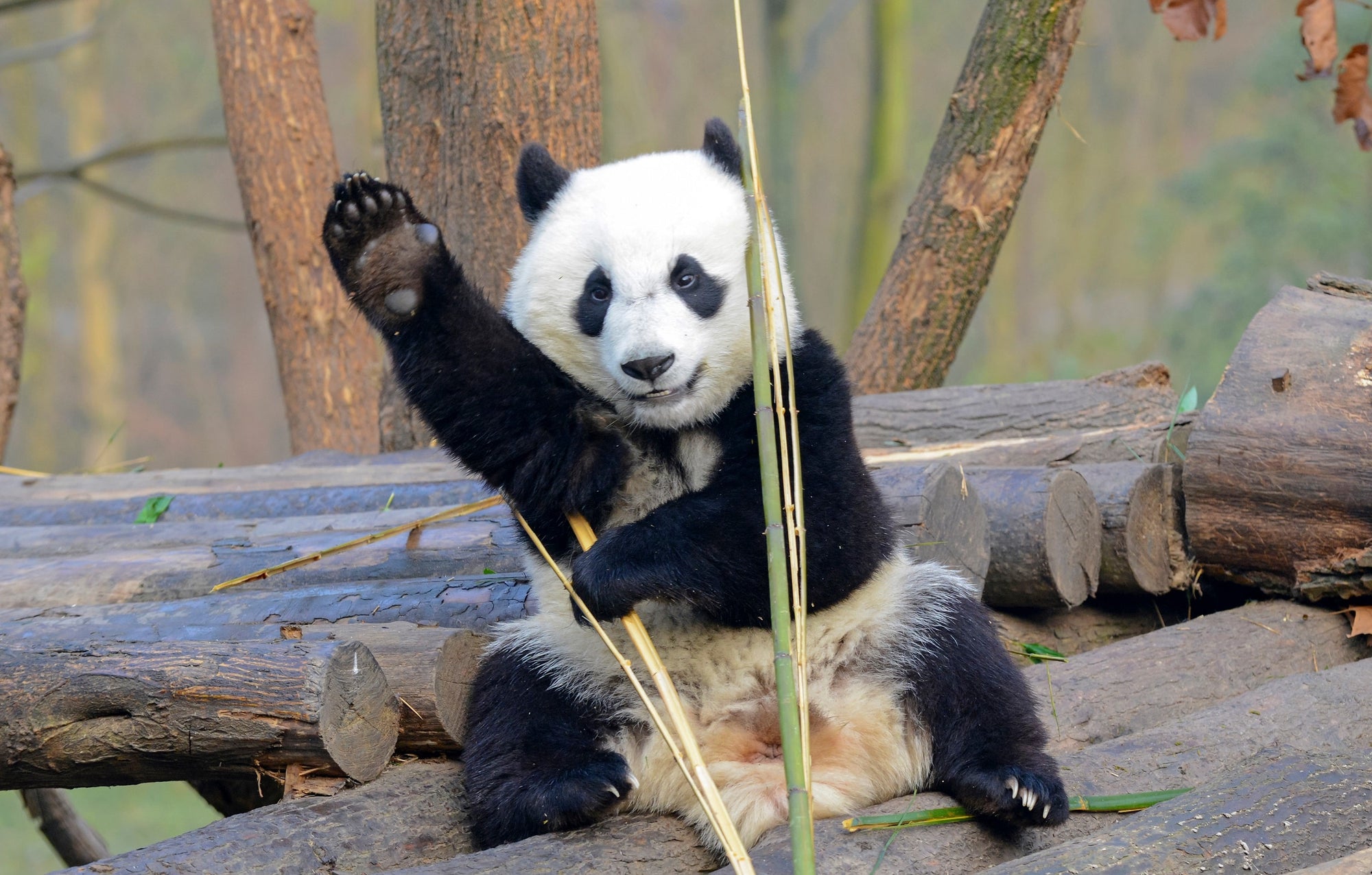 A real panda bear waves goodbye.