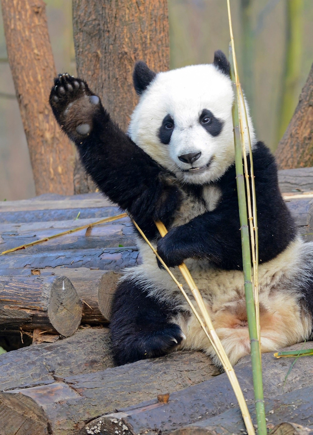 A real panda bear waves goodbye.