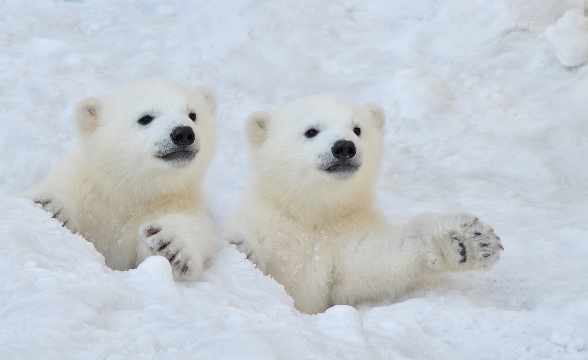 Two polar bear cubs are looking eagerly out of an ice hole, while one of them looks like it is waving at the onlooker.