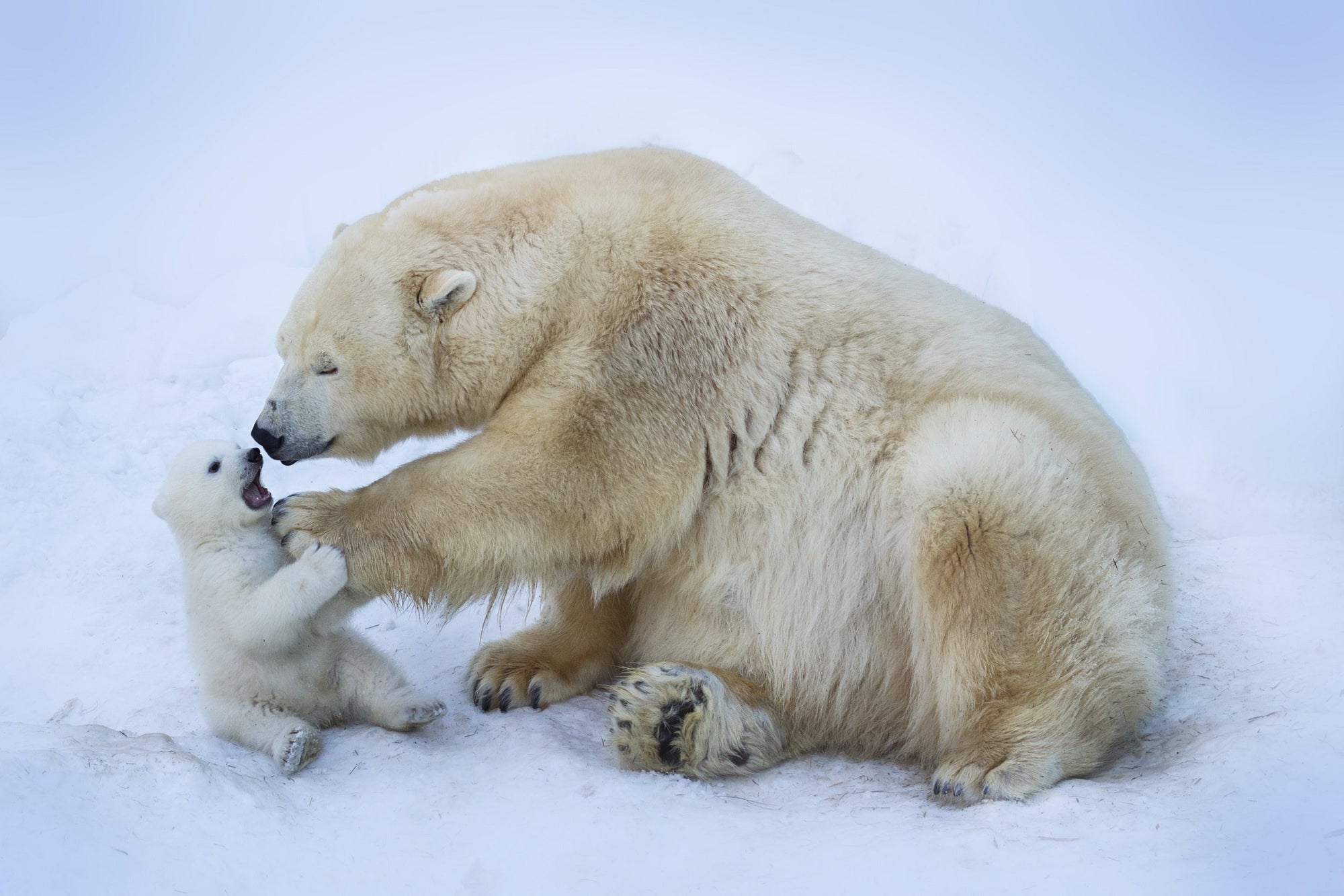 A mom polar bear playing with her cub, an extremely cute symbol of why we need to combat climate change.