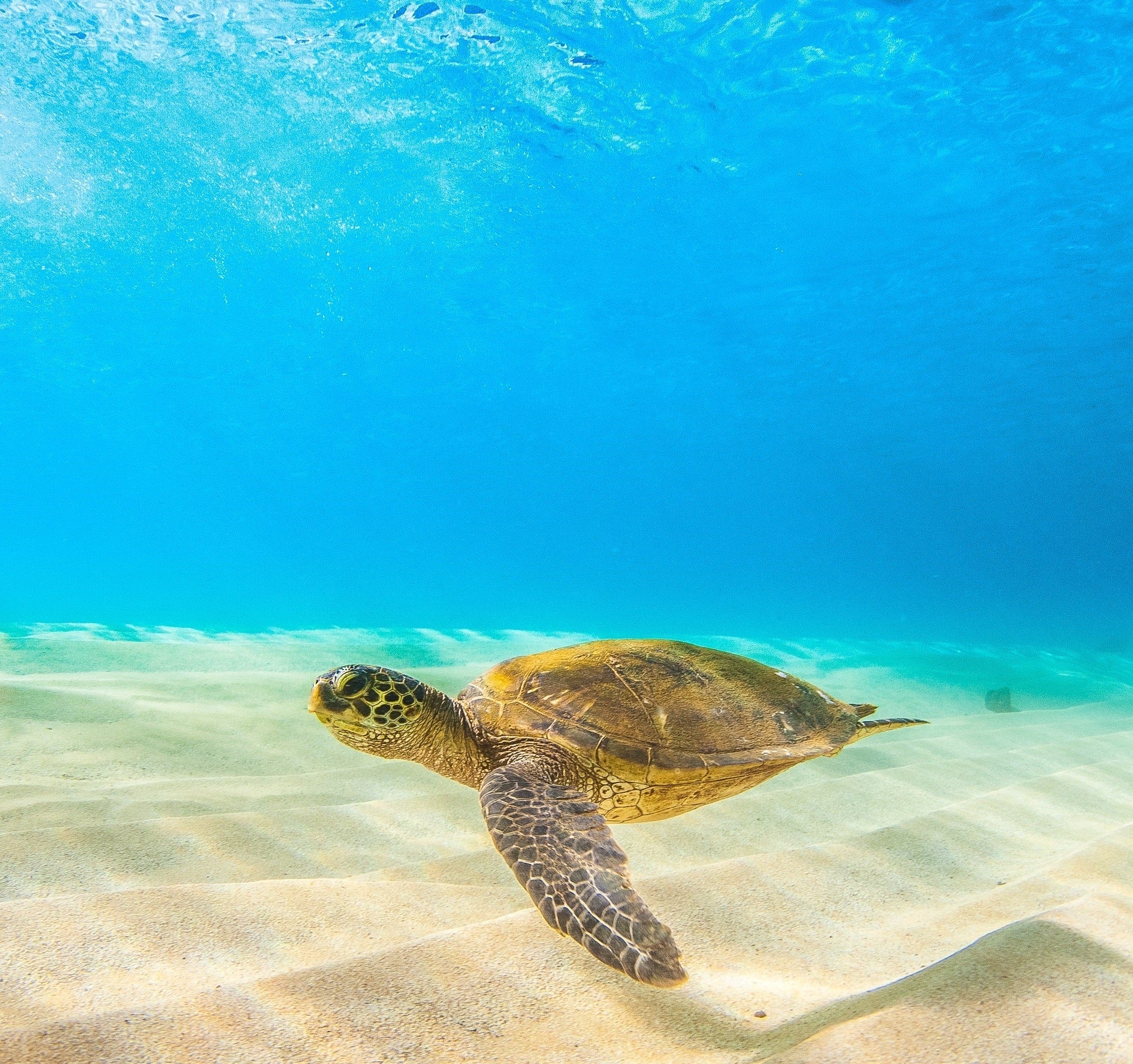 A sea turtle glides over soft white sand in pristine blue Caribbean water, symbolic of the need to protect our environment with cleaner products.