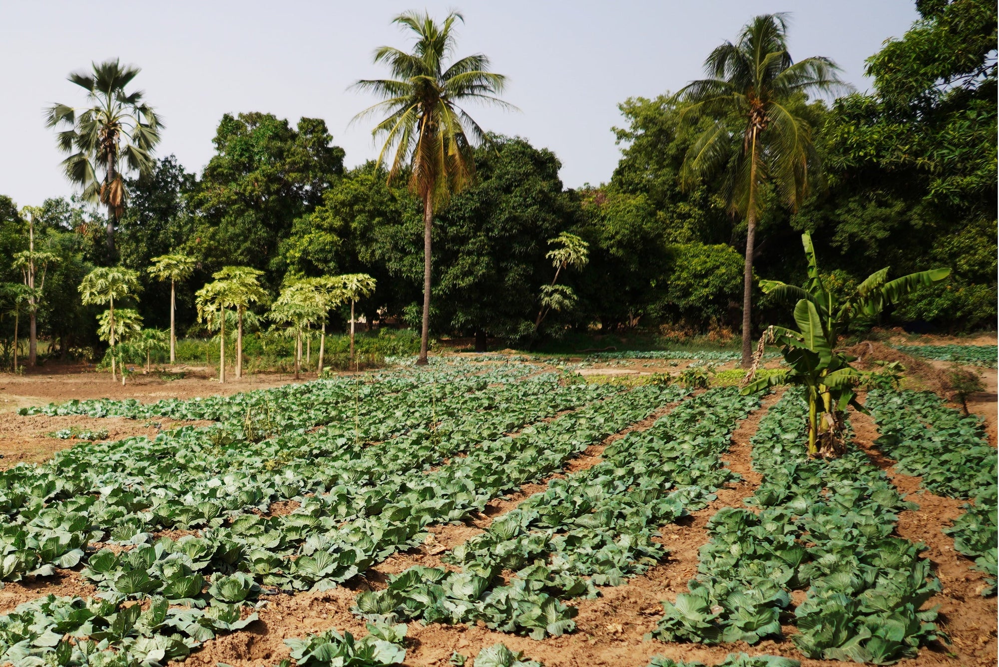 A forest garden reforestation project in Western Africa.