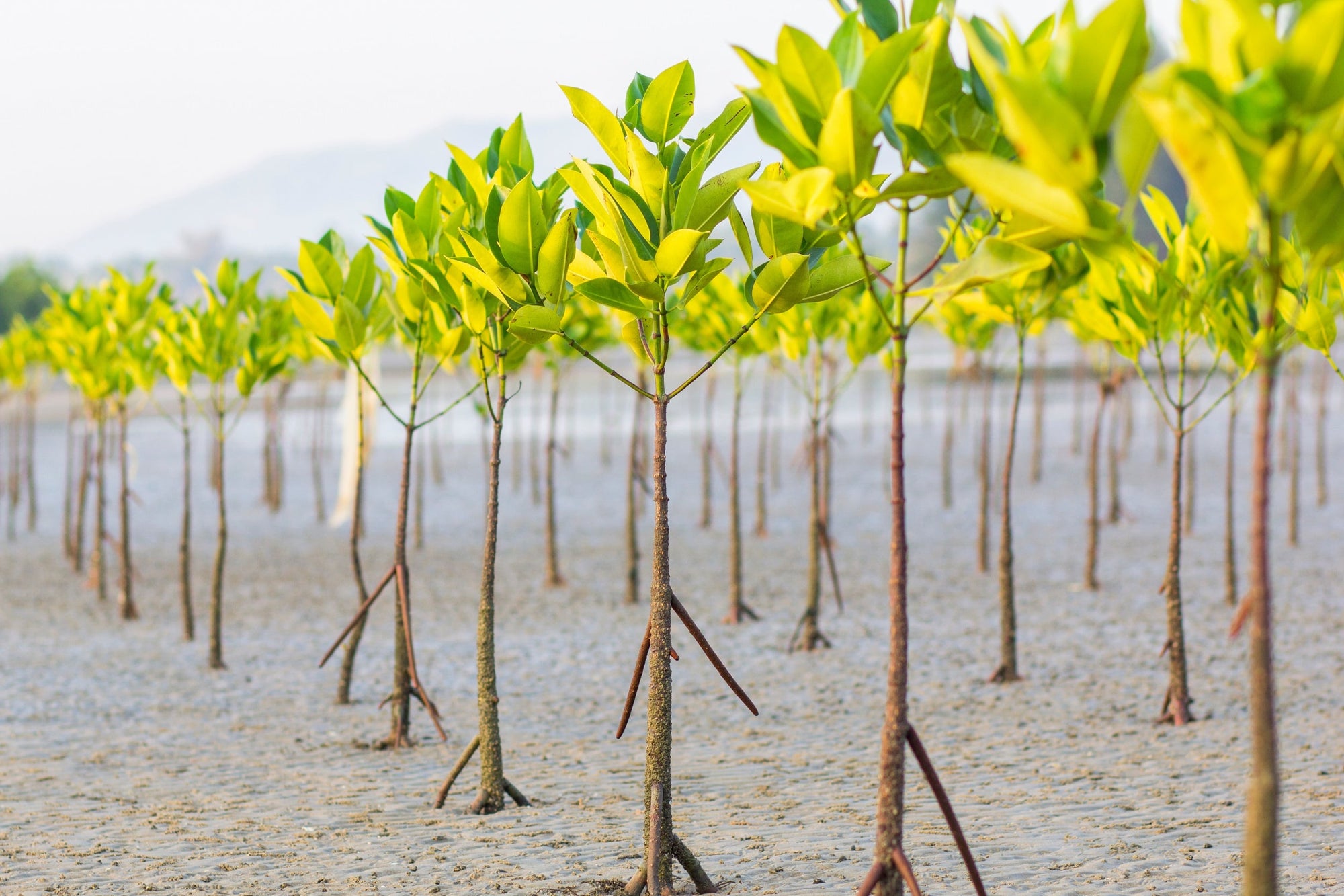 Young mangrove trees are ready to be planted as part of a reforestation effort.